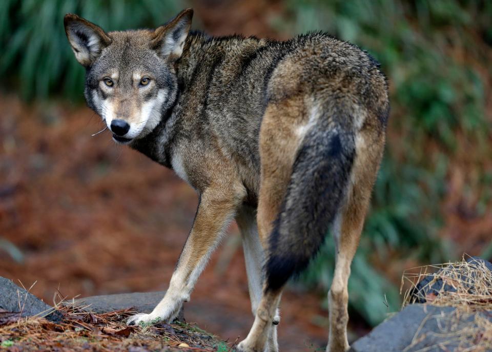 A male red wolf enjoys a feeding in its habitat at the Museum of Life and Science in Durham, N.C.