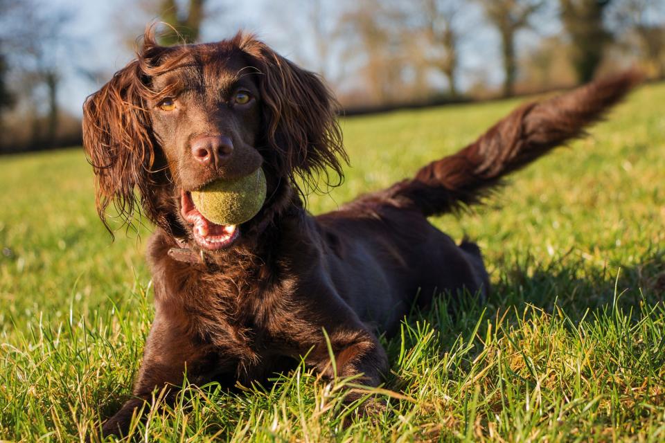 Boykin Spaniel