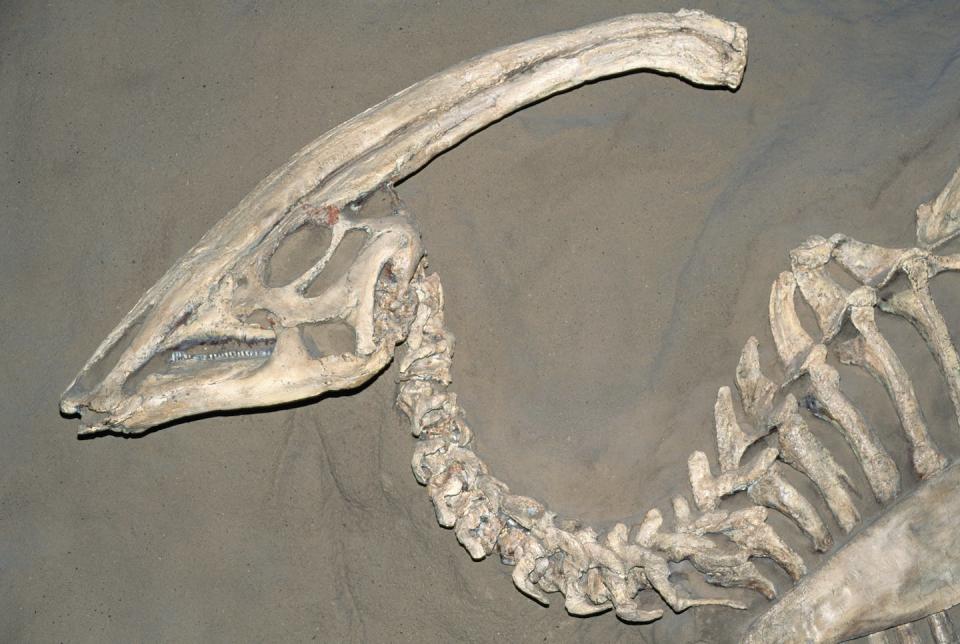 A fossil of <em>Parasaurolophus</em>, a dinosaur that lived during the Cretaceous period in what is now North America. <a href="https://www.gettyimages.com/detail/photo/parasaurolophus-dinosaur-fossil-royalty-free-image/528150098?adppopup=true" rel="nofollow noopener" target="_blank" data-ylk="slk:Kevin Schafer/The Image Bank via Getty Images;elm:context_link;itc:0;sec:content-canvas" class="link ">Kevin Schafer/The Image Bank via Getty Images</a>