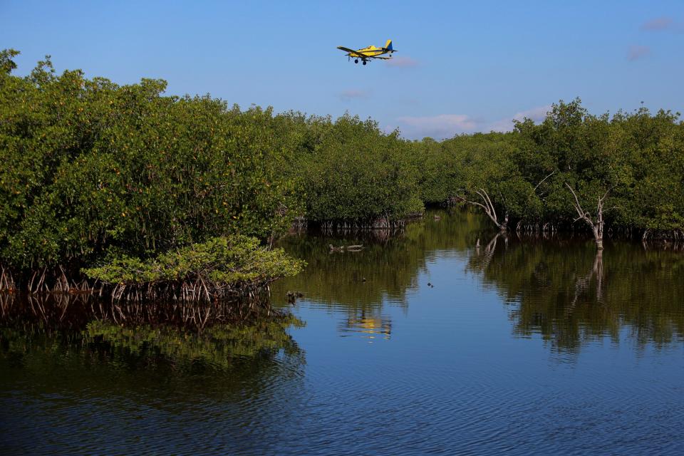 Flying as low as 300 feet, a single-engine agriculture aircraft, contracted by the Indian River Mosquito Control District, dumps a larvicide payload over Indian River Land Trust's nature preserve Bee Gum Point, Monday, July 11, 2022 in Indian River Shores. The 111-acre nature preserve, located on the northern end of the barrier island, is an important home for migratory birds, waterfowl and young fish. The  yellow model 802 plane, owned by Thomas R. Summersill, Inc., plays an important role in public health and keeping the mosquito populations down by concentrating on the salt marsh mosquitos who lay their eggs around the Indian River Lagoon.