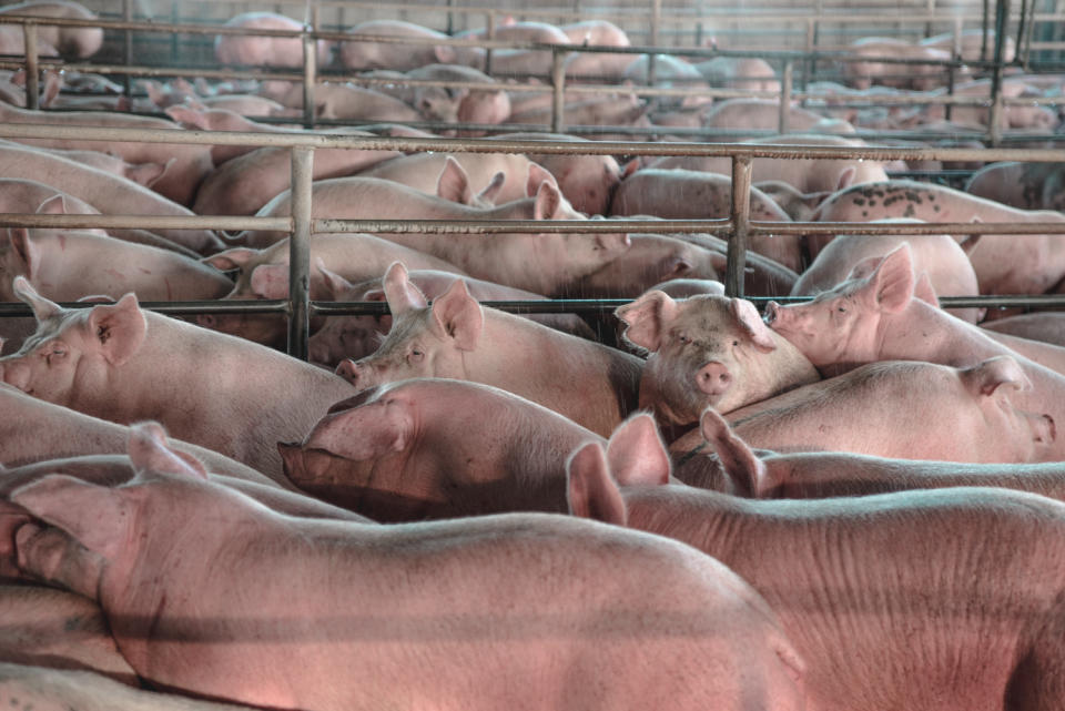 A shed full of pink pigs and iron bars.