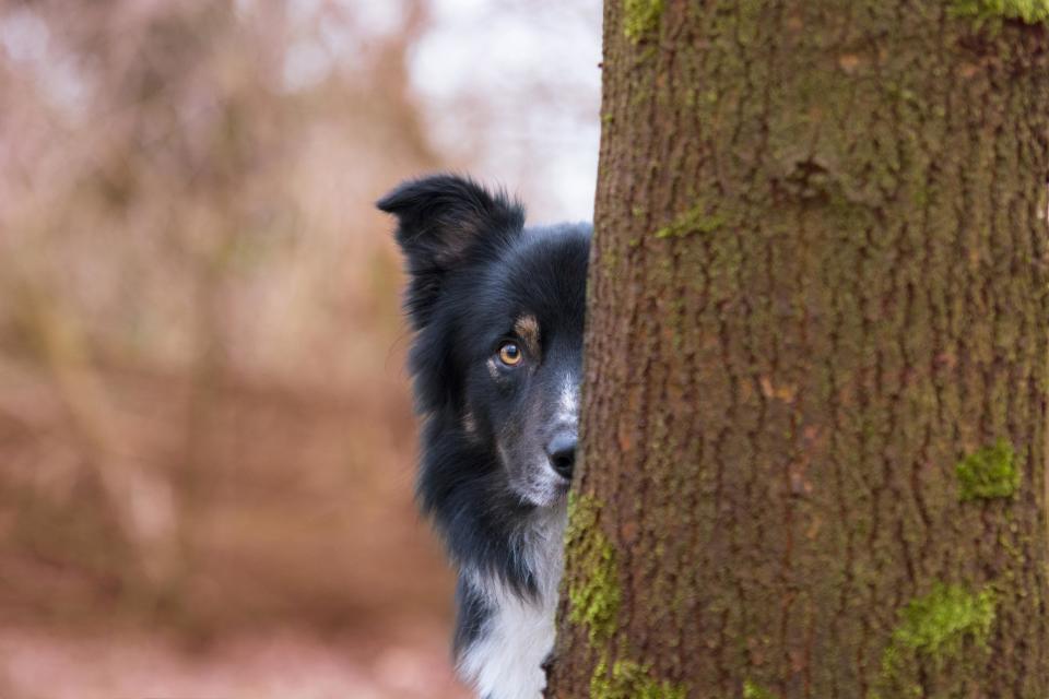 <strong>Third Place</strong><br />"Hide and Seek"<br />Big City Borders Lad, border collie, Netherlands