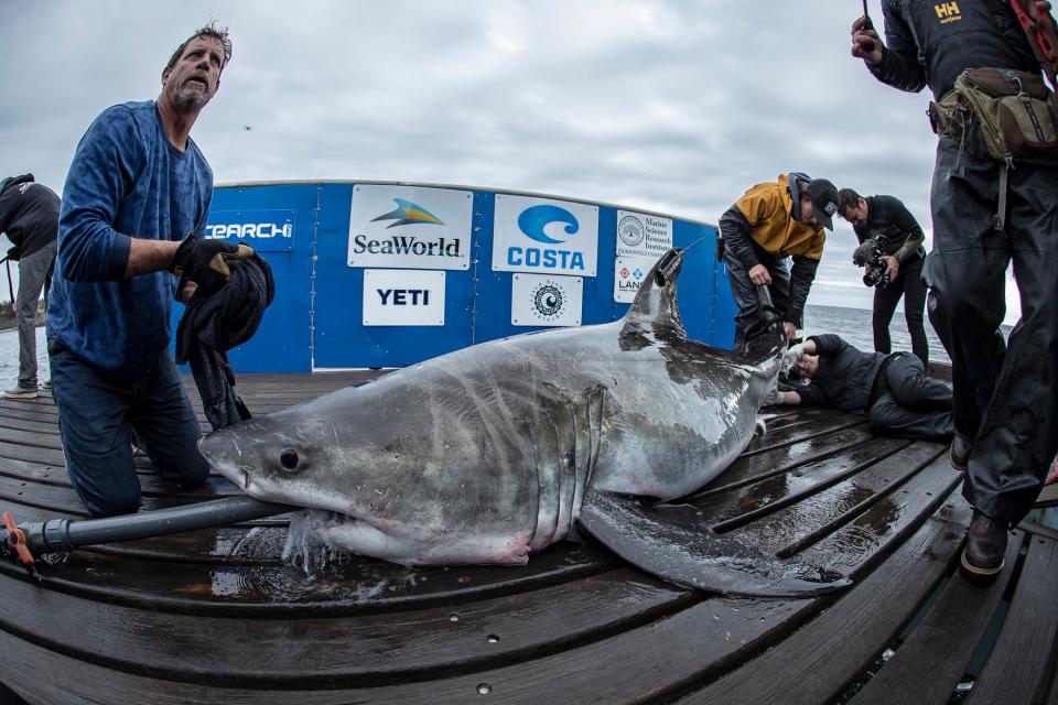 Cabot, a 533-pound, 9 foot and 8 inch long great white shark at the time, pinged on Jan. 28, 2019 west of Key West and pinged even closer on Feb. 27, 2019 at 5:15 a.m. 
(Credit: Robert Snow 2018, Robert Snow via OCEARCH)