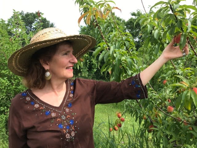 Erin Flynn grabs a peach from a tree growing on her farm, Green Gate Farms, which is also an "agrihood." (KXAN Photo)