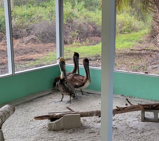 <p>Florida WIldlife Hospital</p> The three remaining pelicans at the Florida Wildlife Hospital