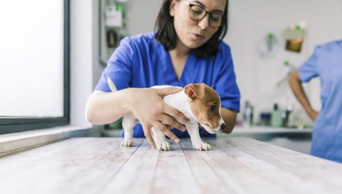 Inflammation of Body Blood Vessels in Dogs: Symptoms, Causes, & Treatments
