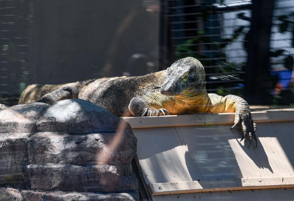 The Komodo dragon sits in the sun at the Great Plains Zoo on Wednesday, June 15, 2022, in Sioux Falls.