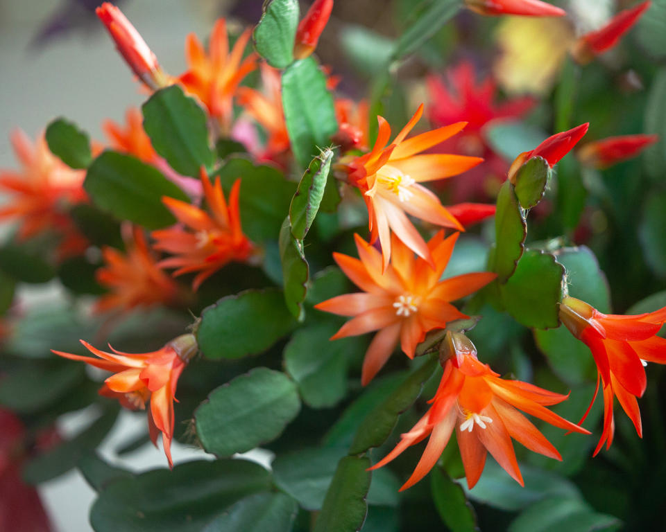 Christmas cactus houseplant