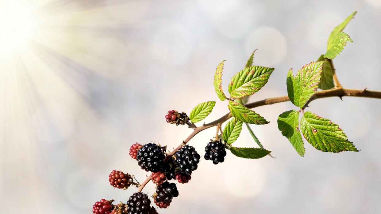 Blackberry and bramble leaves