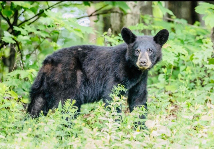 A large population of Black bears are found in Oregon.