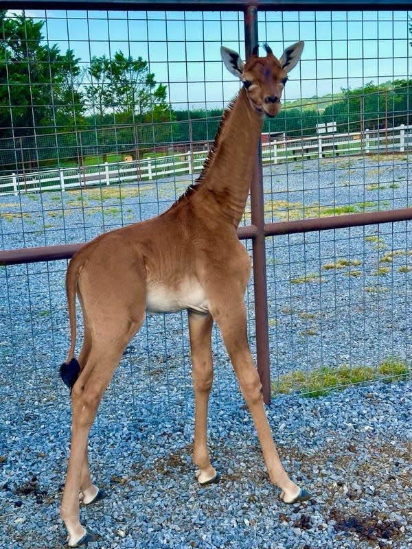 Kipekee the giraffe is pictured at the family-owned Brights Zoo in Limestone, Tennessee.