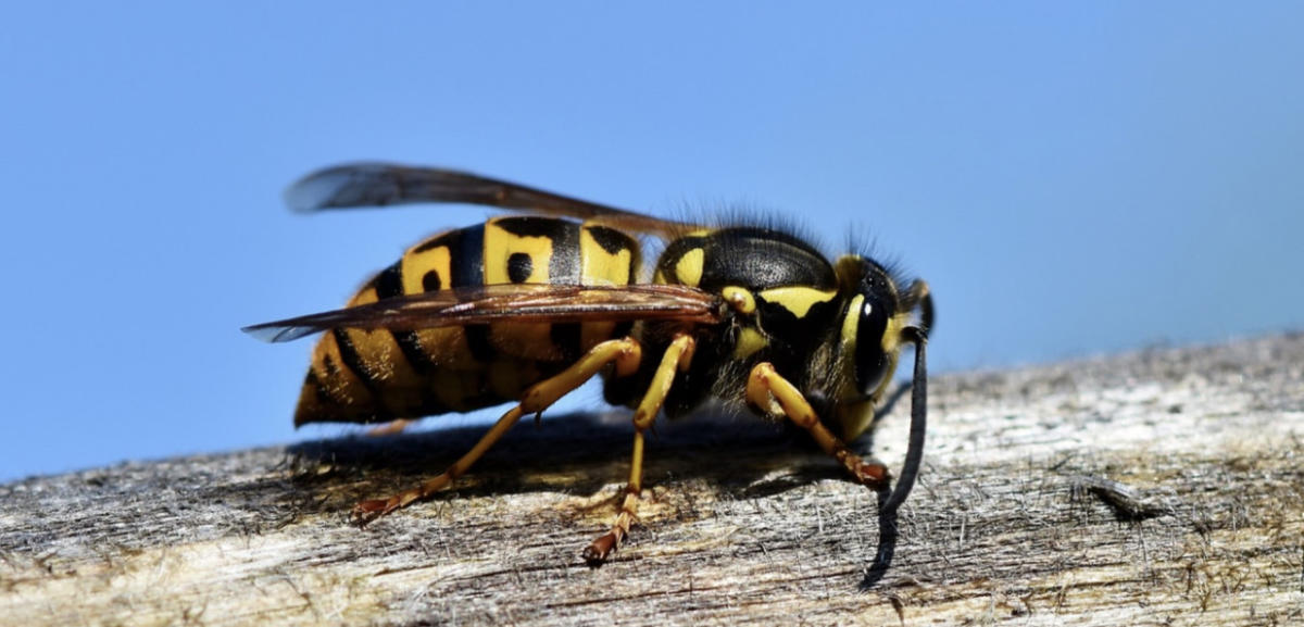 Colder weather has arrived…so when do the pesky wasps leave?