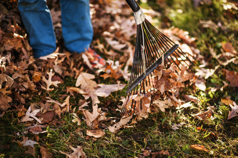 Person using a rake on fallen leaves with visible legs and footwear