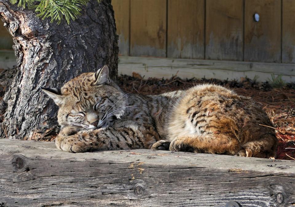 A bobcat takes a break, and lounges in a Northwest Calgary yard.