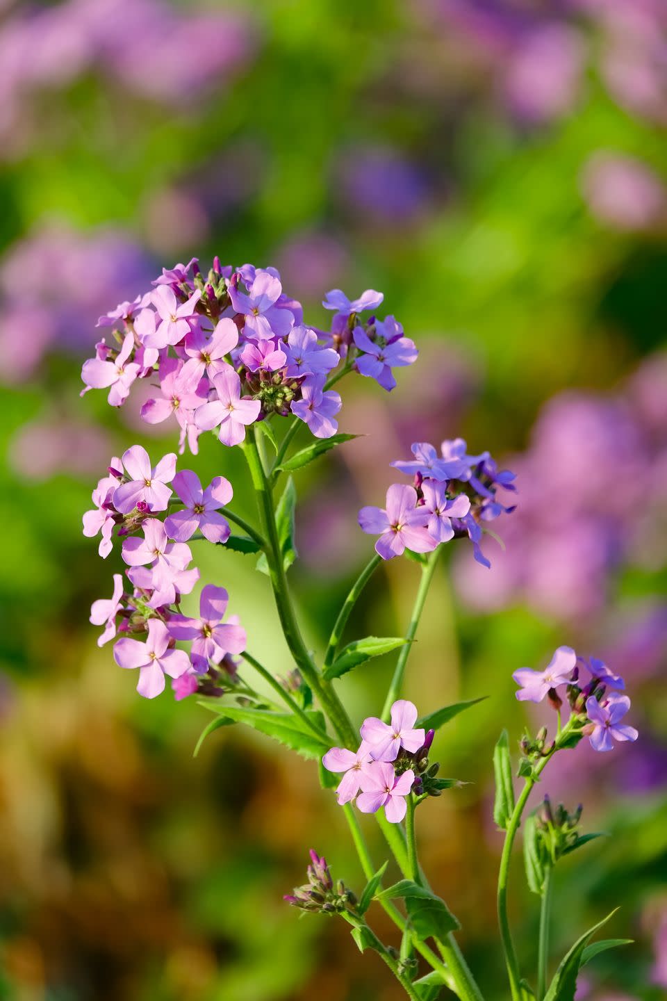 lunaria annua