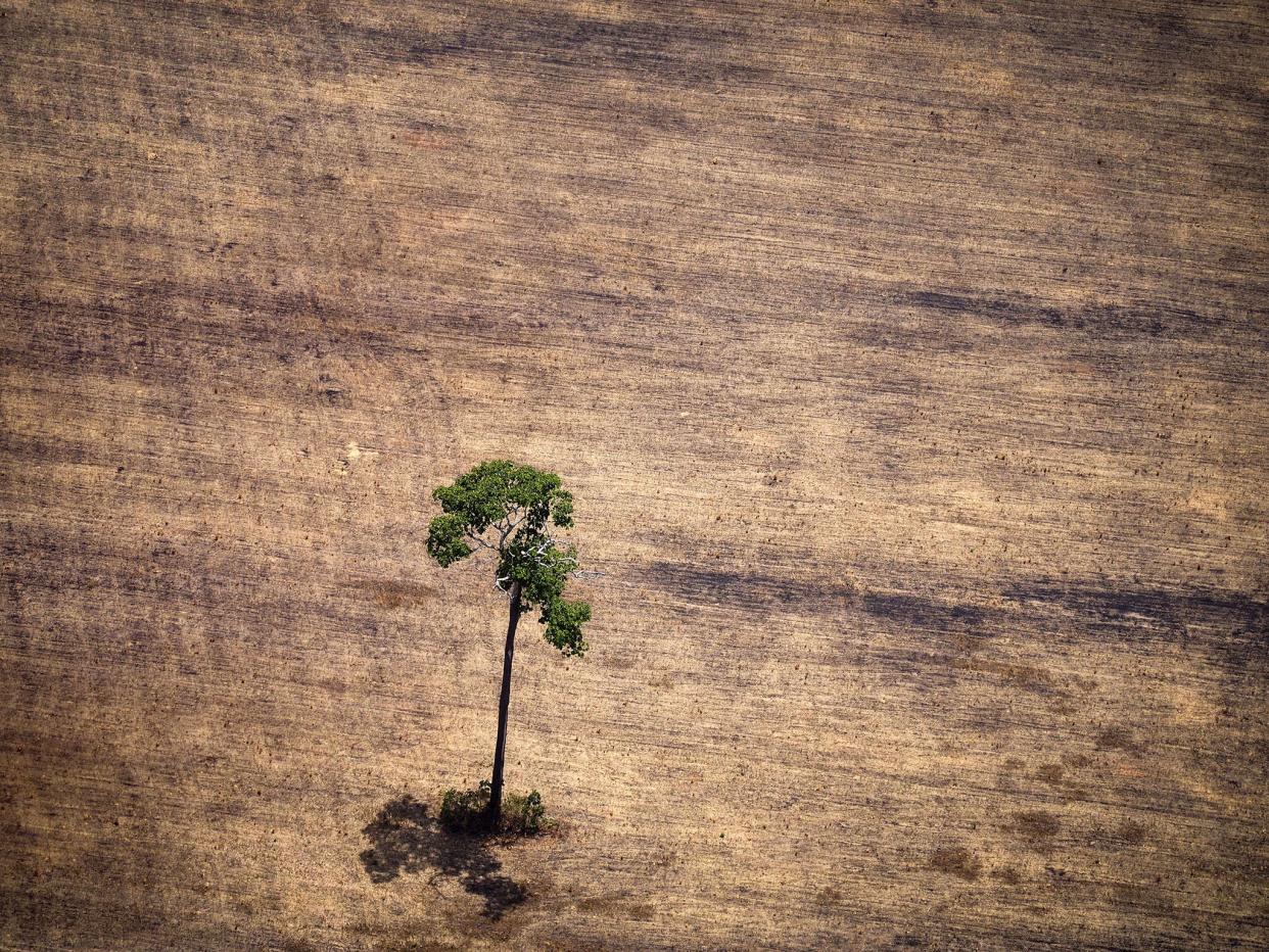 <p>Deforestation in the Amazon rainforest</p> (AFP/Getty Images)