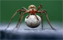 'Heavy Burden'. (Carga pesada). Una araña de la especie Pisaura mirabilis carga su bolsa de huevos con sus colmillos.