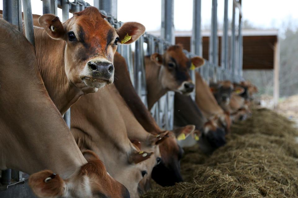 Cows graze on hay at the University of New Hampshire Organic Dairy Research Farm in Lee, N.H., in 2022. One cow's annual contribution to global warming is about 220 pounds of methane. It’s a significant carbon hoofprint when you scale it in the industry.