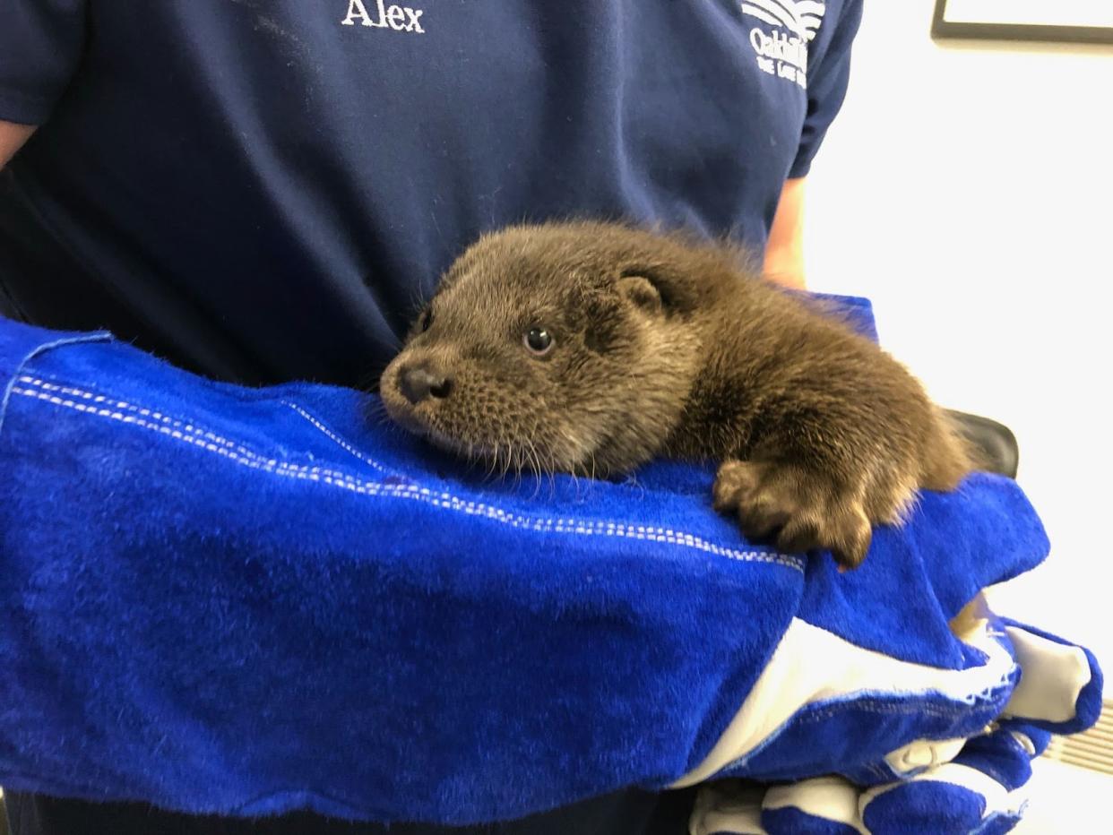 Young otter cub found alone and crying for his mum now doing well in RSPCA care (RSPCA)