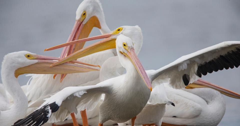 American white pelicans briefly squabble for a place on a floating dock at the Getaway Marina on Fort Myers Beach onTuesday, Nov. 28, 2023. The winter residents are back for the winter season after making a long flight from northern states.