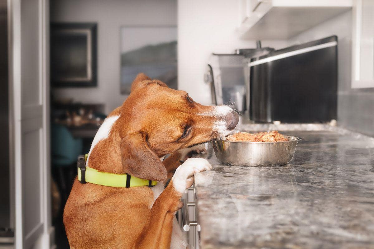 Do you feed your dog raw meat? You should be aware of this 'antibiotic-resistant' bacteria <i>(Image: Getty)</i>