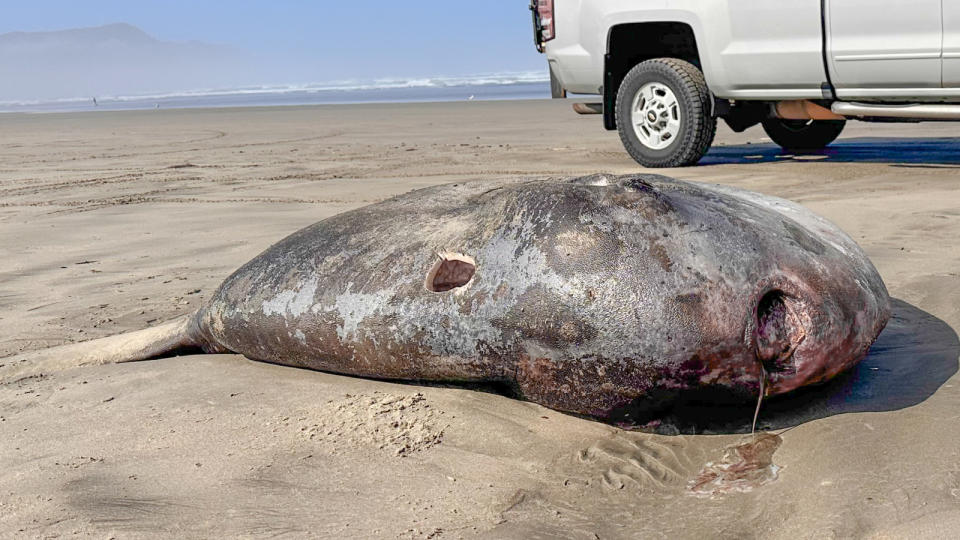 Side profile of the large hoodwinker sunfish om the sandy beach.