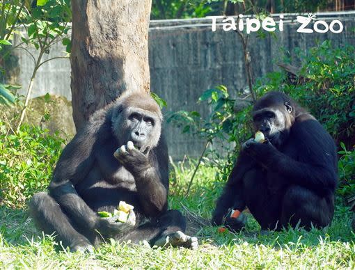 初次接觸山羌母女檔的母金剛猩猩「Tayari」與「Iriki」，和牠們也能和平相處。（圖／台北市立動物園提供）