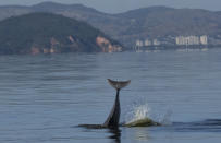 Un delfín guiana nada en la Bahía Guanabara, en Río de Janeiro, Brasil, el 15 de julio de 2022. Los investigadores dicen que la presencia de delfines en la zona muestra indicios de recuperación en una zona donde, en su día, miles de ejemplares nadaban aprovechando una abundancia de peces mermada por la contaminación y la sobrepesca. (AP Foto/Silvia Izquierdo)