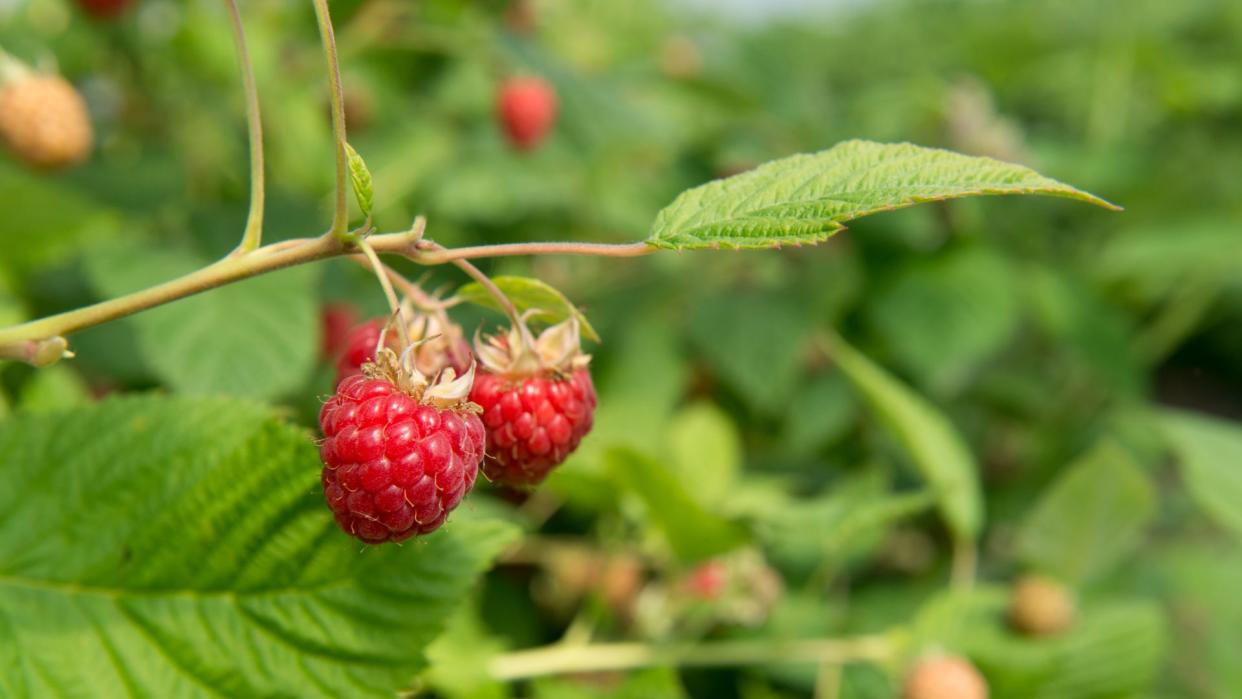 Raspberries