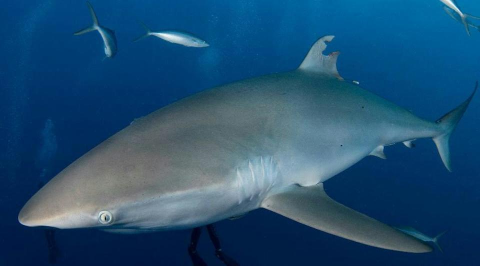 Silky shark swimming in the water, its dorsal fin missing a piece of tissue in the shape of a satellite tag.