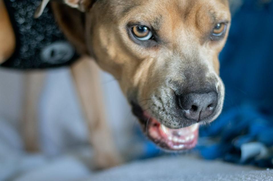 <span class="caption">The U.S. currently has no system to differentiate real service dogs from pets.</span> <span class="attribution"><a class="link " href="https://www.shutterstock.com/image-photo/angry-pitbull-growling-dog-1506315044" rel="nofollow noopener" target="_blank" data-ylk="slk:Cheryl Paz/Shutterstock.com;elm:context_link;itc:0;sec:content-canvas">Cheryl Paz/Shutterstock.com</a></span>