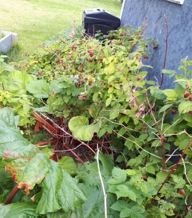 Any kind of physical barrier underground, such as a two-by-10 piece of lumber, or a piece of old metal flashing, will help hold an eager raspberry patch in place.