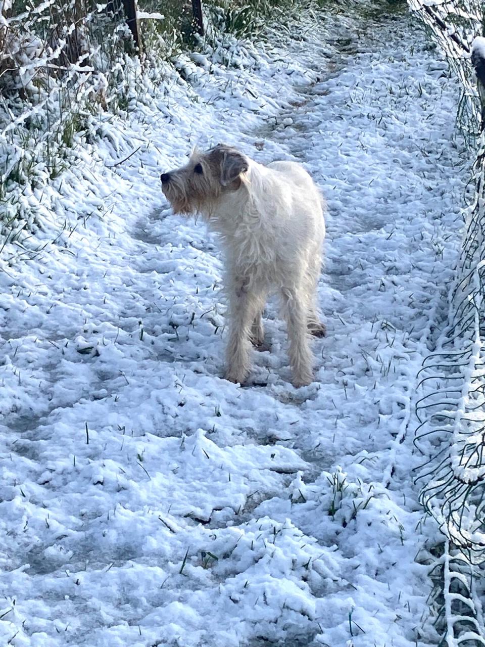 Snowy conditions near Bideford this morning (@rose_rose1909/X/PA Wire)