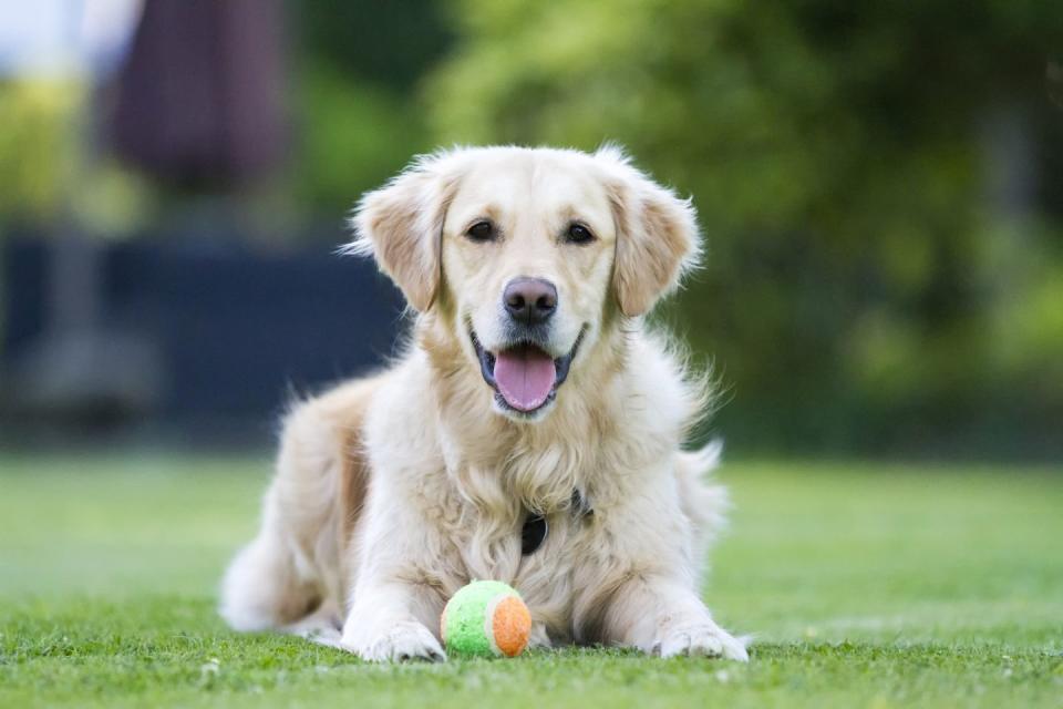 11) Golden Retriever