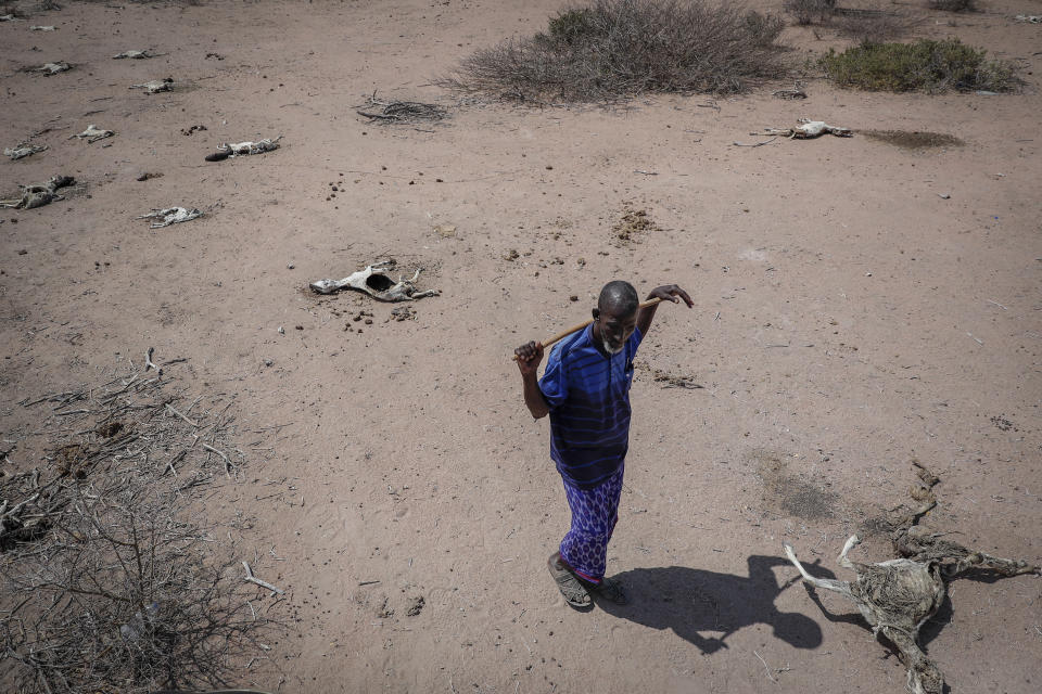 Herder Yusuf Abdullahi walks past the carcasses of his forty goats that died of hunger in Dertu, Wajir County, Kenya Sunday, Oct. 24, 2021. As world leaders address a global climate summit in Britain, drought has descended yet again in northern Kenya, the latest in a series of climate shocks rippling through the Horn of Africa. (AP Photo/Brian Inganga)