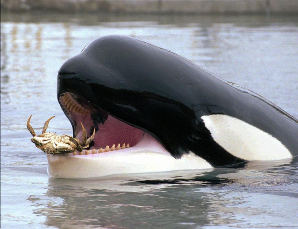 Keiko, the famous killer whale, in the Oregon Coast Aquarium in Newport, Ore., June 1998. Keiko starred in the film "Free Willy" and died swimming free in Norway in 2003.