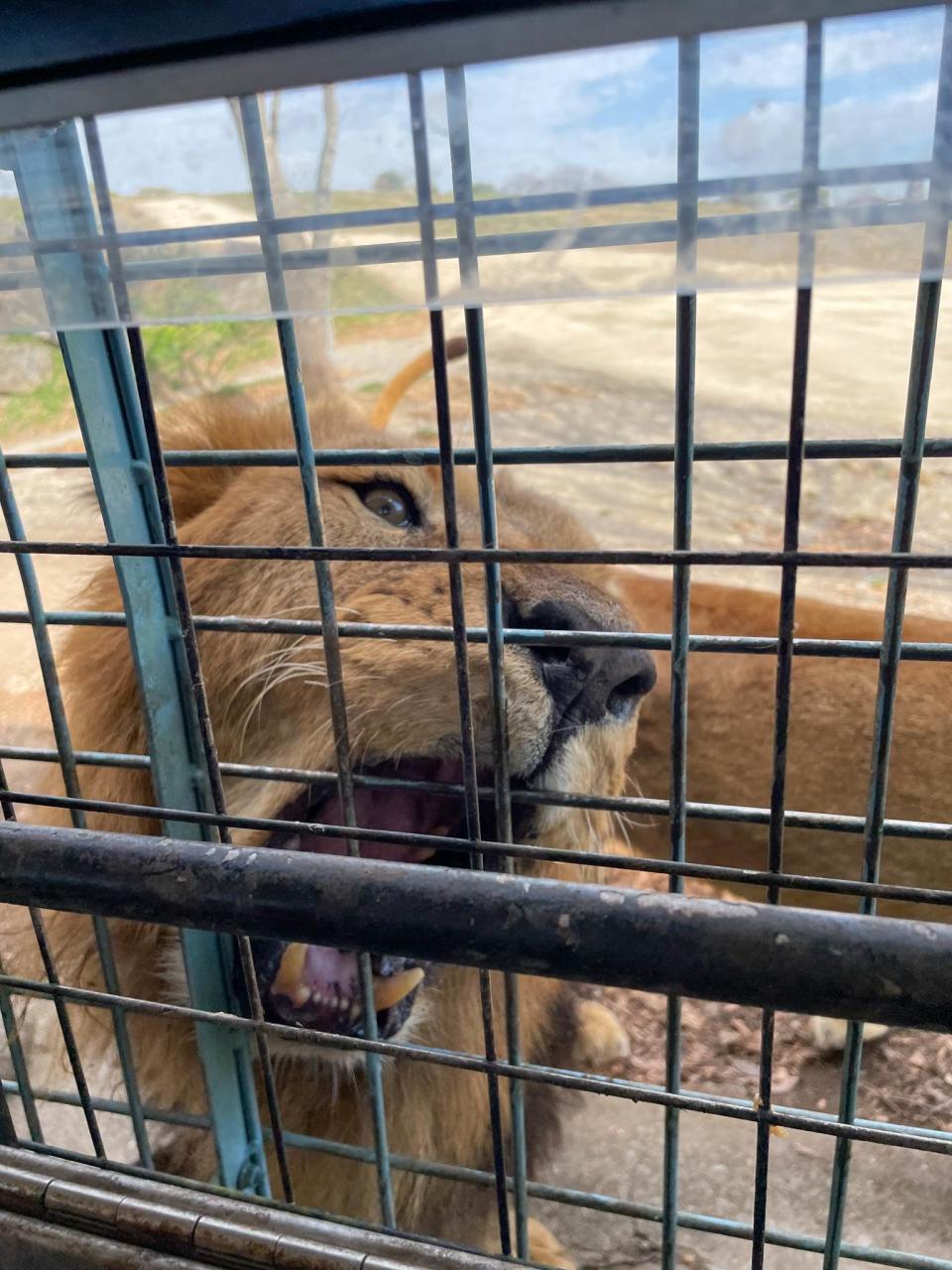 「九州自然動物園」最大的特點就是搭乘特殊造型的叢林巴士，近距離與黑熊、獅子、大象等平常難以接觸的動物互動。。圖片來源：CaVa