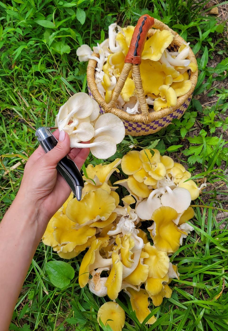 Mushrooms foraged by Alexandra Bottone.