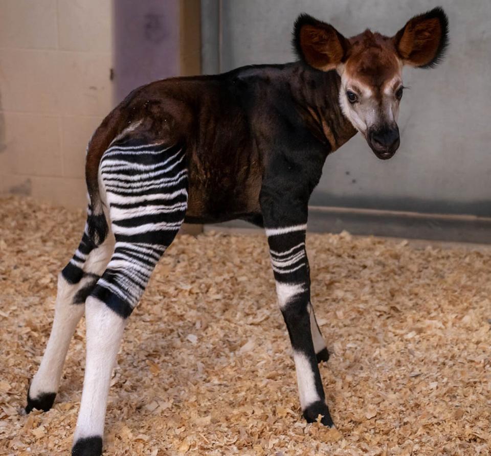 OKC Zoo male okapi calf born Sept 7 2022