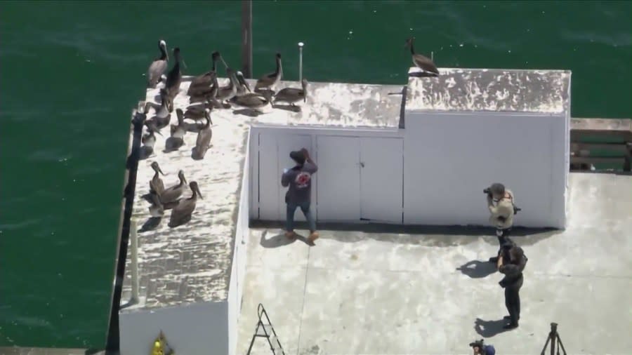 Dozens of sickened pelicans arrived at the Newport Beach pier on May 7, 2024 as wildlife rescue workers hope to save them. (KTLA)