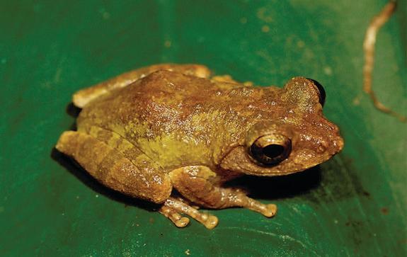 A golden-eyed tree frog, <em>Kurixalus wangi</em>, found in Taiwan.