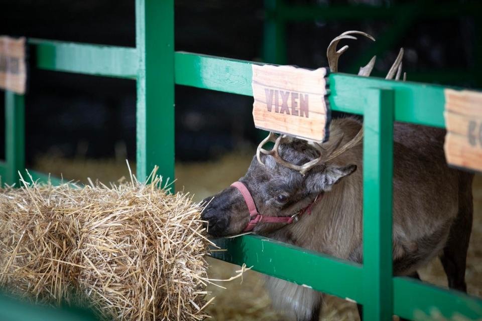 Santa Claus' reindeer, Vixen, fuels up before taking to the overnight skies in Bucks County this Christmas Eve. Vixen, and the seven other reindeers in Santa's herd, all passed inspection and received a clean bill of health from the state.