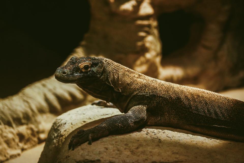 A female Komodo dragon lays on a rock in their exhibit at the Memphis Zoo on Thursday, Jan. 25, 2024 at the Memphis Zoo in Memphis, Tenn.