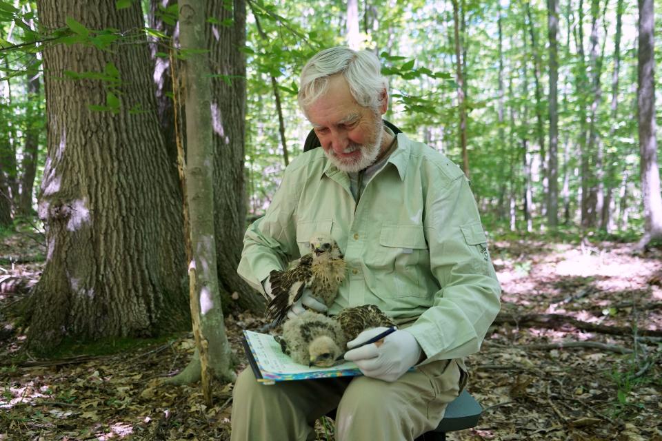 John Jacobs of Green Bay makes a note while banding three red-shouldered hawk chicks.