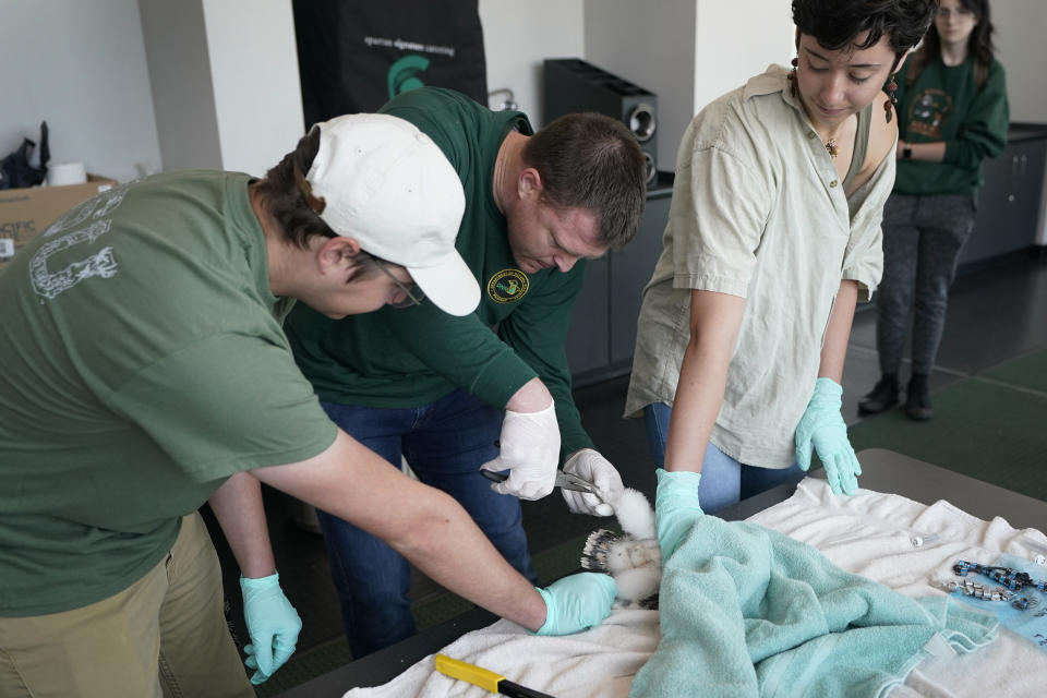 Michigan State University Fish and Wildlife Club members Andy Piovesana, left, and Molly Engelman assists Department of Natural Resources wildlife biologist Chad Fedewa in banding a peregrine chick, Wednesday, May 24, 2023, in East Lansing, Mich. Fedewa banded four peregrine falcon chicks that live in a nest situated on the top of Spartan Stadium, home of Michigan State University's football team. (AP Photo/Carlos Osorio)