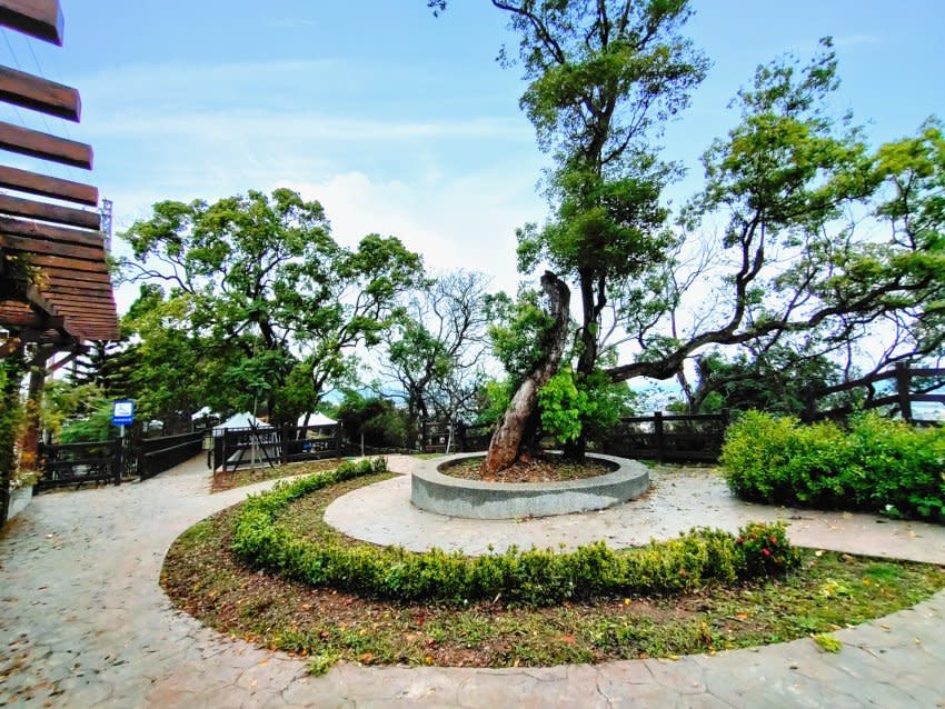 苗栗銅鑼｜銅鑼炮仗花海公園