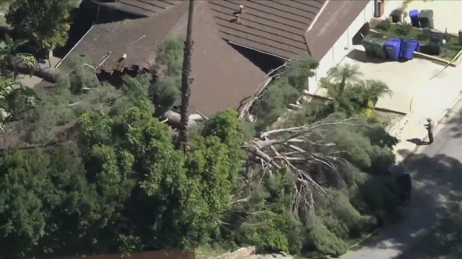 A home in La Crescenta-Montrose suffered significant damage after a tree fell onto in. No one was injured in the home. The house was yellow-tagged by officials on March 15, 2024. (KTLA)