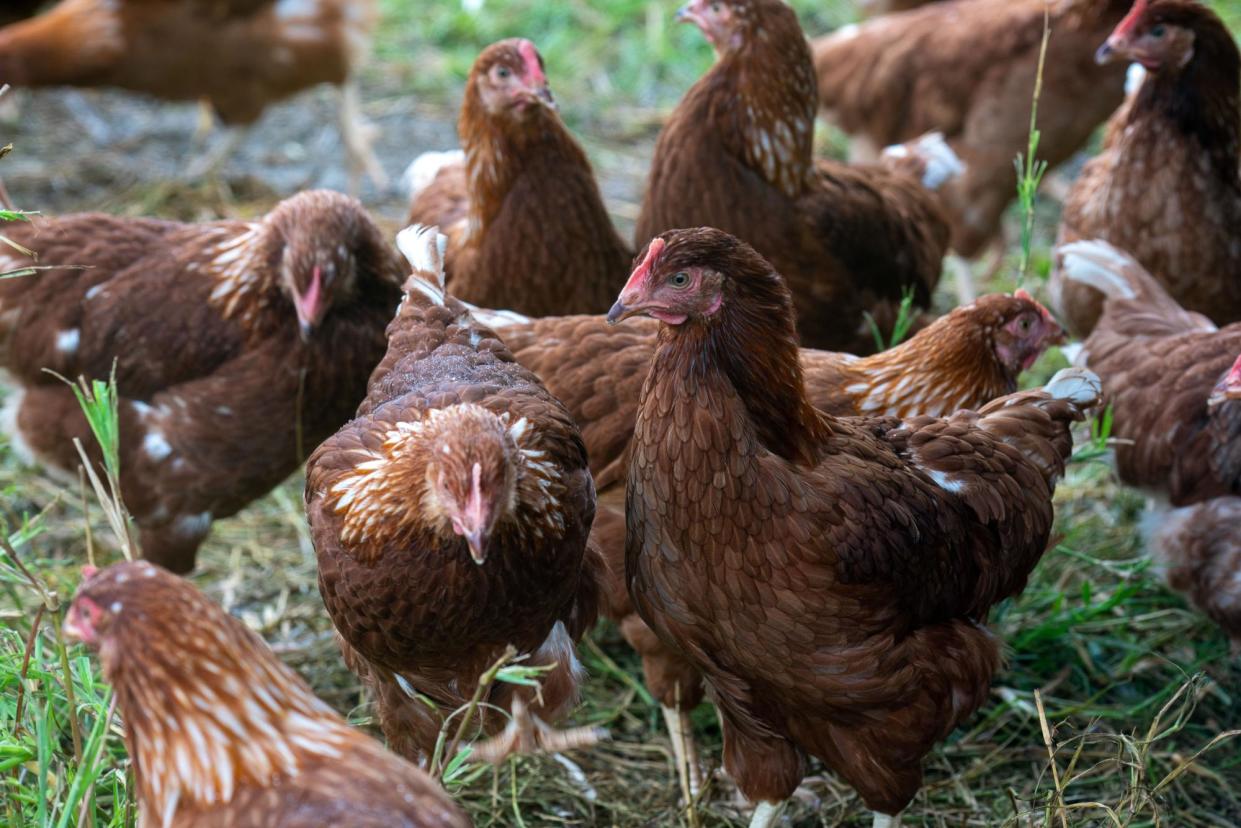 <span>‘If chicken eaters have a right to a fair feed, farmers surely have a right to fair market conditions if they are going to increase their production.’</span><span>Photograph: Rhett Hammerton/The Guardian</span>