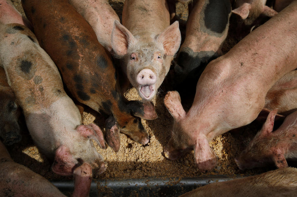 In this April 2, 2019, photo, pigs eat from a trough at the Las Vegas Livestock pig farm in Las Vegas. The farm feeds their pigs with food wast from Las Vegas casinos. (AP Photo/John Locher)