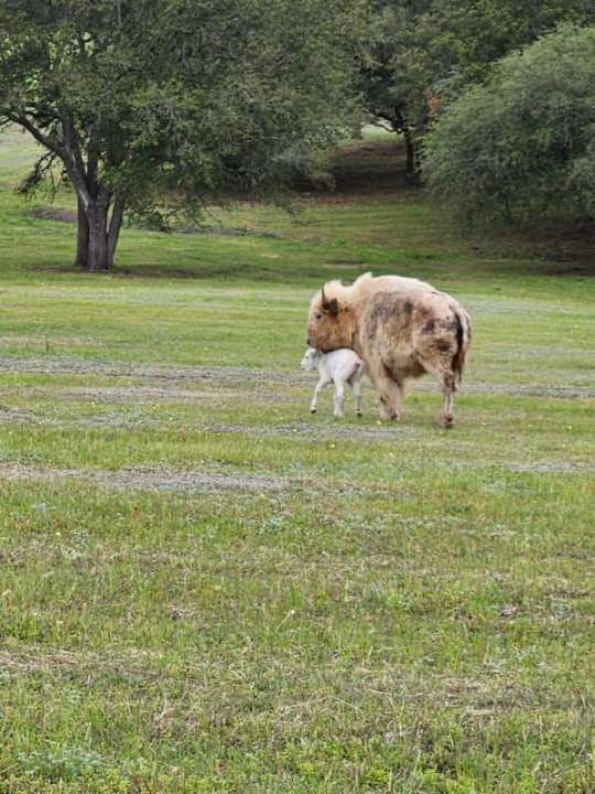 Wagon Springs Ranch welcomed Unatsi last week, a rare white bison calf. (Courtesy: Carl Chambers)